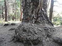 ppinazzu-20110828 012